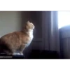 Mais gatinhos 9 29