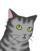 ‍American shorthair‍ Mov 21