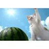 Mais gatinhos 9 30