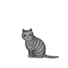 ‍American shorthair‍ Mov 22