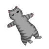 ‍American shorthair‍ Mov 23