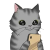 ‍American shorthair‍ Mov 24