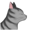 ‍American shorthair‍ Mov 25