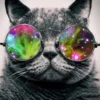 Catland 😺 30