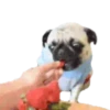 Pug🐶🌼.MOV 5