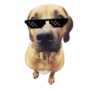 Dogs  ▼・ᴥ・▼ 5