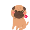 Pug🐶🌼.MOV 6