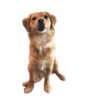 Dogs  ▼・ᴥ・▼ 6