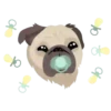 Pug🐶🌼.MOV 8
