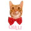 Cats Names.MOV 5