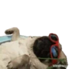 Pug🐶🌼.MOV 9