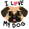 Pug🐶🌼.MOV 12