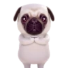 Pug🐶🌼.MOV 13