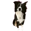 Dogs  ▼・ᴥ・▼ 8