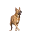Dogs  ▼・ᴥ・▼ 9