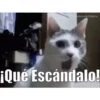 animalitos🖤🖤 10