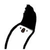 Crazy pigeon 8