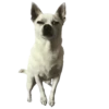 Dogs  ▼・ᴥ・▼ 10