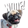 Dogs  ▼・ᴥ・▼ 11