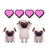 Pug🐶🌼.MOV 14