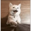 animalitos🖤🖤 14