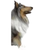 Dogs  ▼・ᴥ・▼ 12