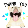 Pug🐶🌼.MOV 16