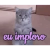 animalitos🖤🖤 16