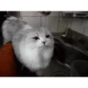 animalitos🖤🖤 17