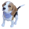Dogs  ▼・ᴥ・▼ 13