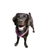 Dogs  ▼・ᴥ・▼ 14