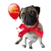 Pug🐶🌼.MOV 17