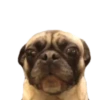 Pug🐶🌼.MOV 18