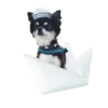 Dogs  ▼・ᴥ・▼ 15