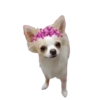 Dogs  ▼・ᴥ・▼ 16