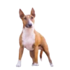 Dogs  ▼・ᴥ・▼ 18