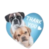 Dogs  ▼・ᴥ・▼ 19