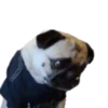 Pug🐶🌼.MOV 20