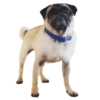 Pug🐶🌼.MOV 21