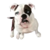 Dogs  ▼・ᴥ・▼ 21