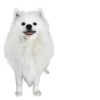 Dogs  ▼・ᴥ・▼ 22