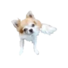 Dogs  ▼・ᴥ・▼ 24