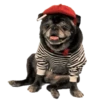 Pug🐶🌼.MOV 24