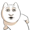 Cara de gato engraçado 14