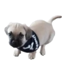 Dogs  ▼・ᴥ・▼ 25