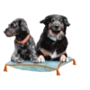 Dogs  ▼・ᴥ・▼ 27