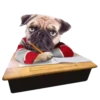Pug🐶🌼.MOV 25