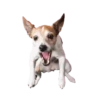 Dogs  ▼・ᴥ・▼ 28