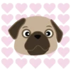 Pug🐶🌼.MOV 27