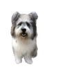 Dogs  ▼・ᴥ・▼ 29
